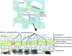 Circulación en hongos