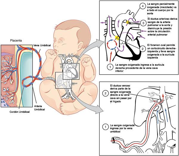 Circulación fetal funcionamiento y características anatómicas