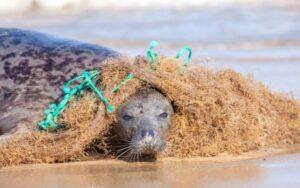Desequilibrio ecológico