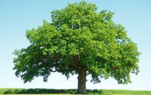 Encinos o robles (género Quercus)