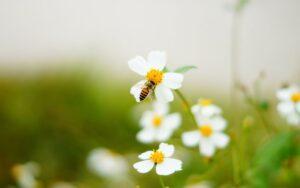 Equilibrio ecológico