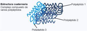 Estructura cuaternaria de las proteínas