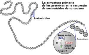 Estructura primaria de las proteínas