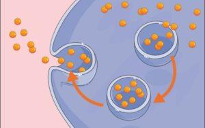 Excreción en bacterias y protistas