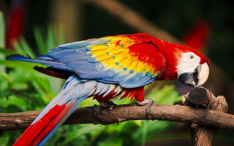 Guacamaya roja qué es, características, hábitat, reproducción