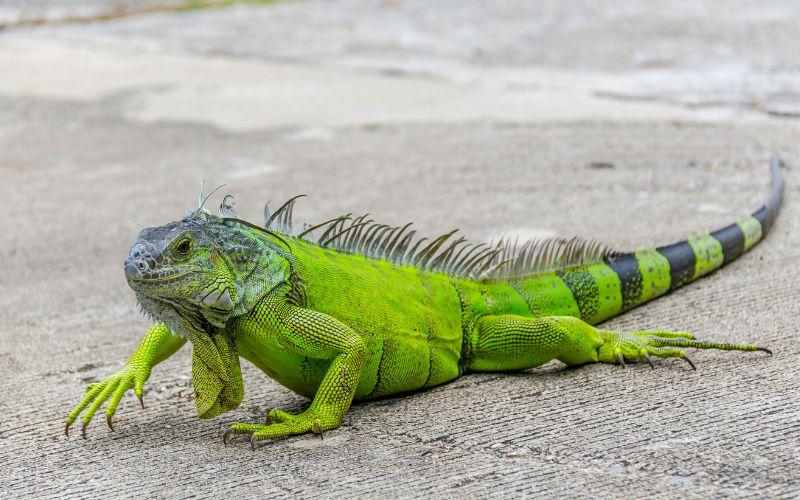 Iguana: qué es, características, hábitat, reproducción