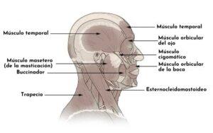 Músculos de la cabeza