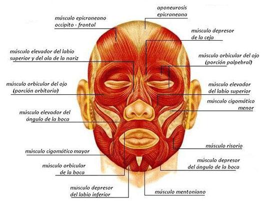 Músculos de la cabeza y sus características (con imágenes)