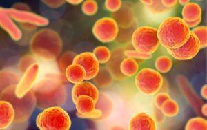 Mycoplasma hyopneumoniae