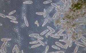 Organismos unicelulares