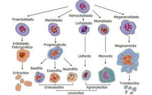 Sistema hematopoyético