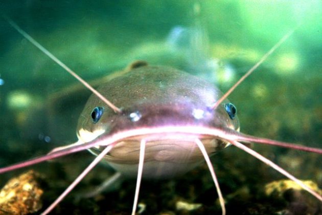 Bagre: características, hábitat, reproducción, alimentación