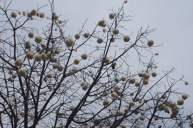 Flora y Fauna de Oaxaca