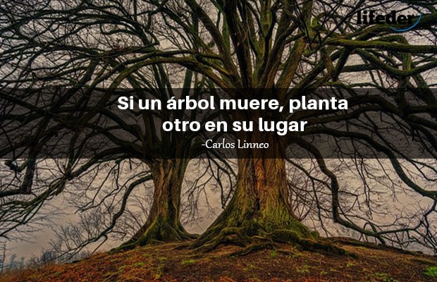 Las 101 mejores frases de árboles