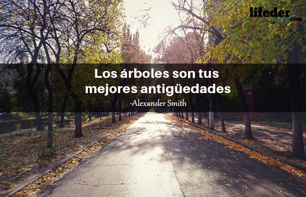 Las 101 mejores frases de árboles