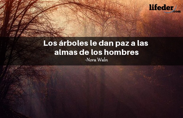 Las 101 mejores frases de árboles