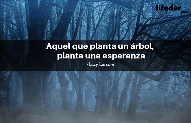 Las 101 mejores frases de árboles