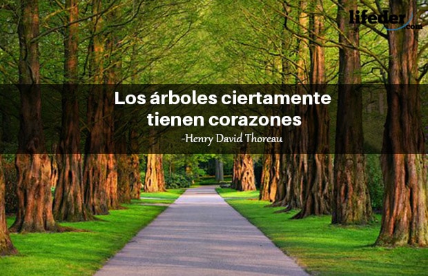 Las 101 mejores frases de árboles