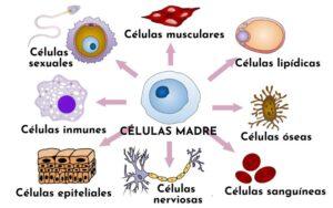 Tejidos del cuerpo humano