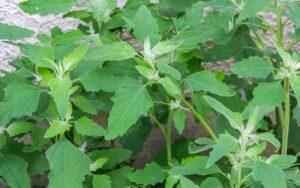 Chenopodium album