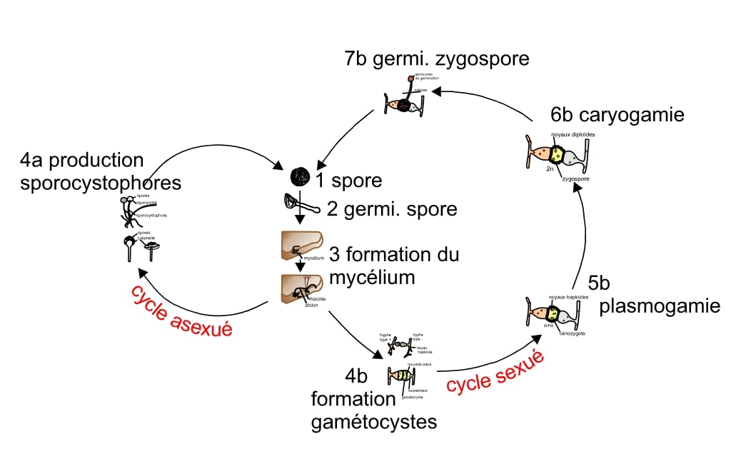 Life Cycle Of Rhizopus Stolonifer