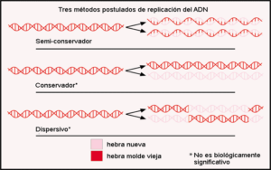 Replicación del ADN