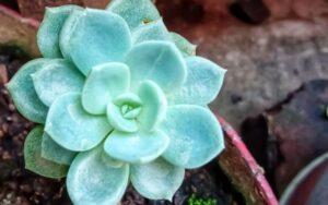 Echeveria elegans