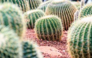 Echinocactus platyacanthus