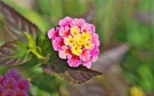 Lantana camara