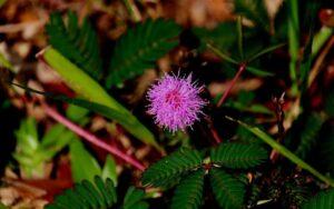 Mimosa pudica