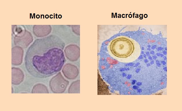 Monocito y macrófago bajo el microscopio.