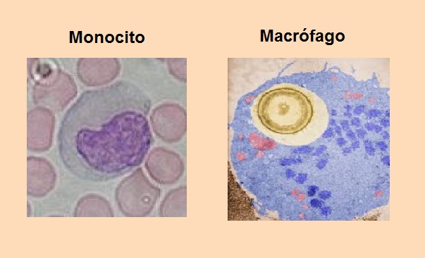 Monocitos y macrófagos