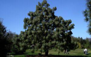 Pinus montezumae