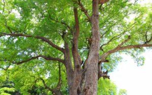 Pithecellobium dulce