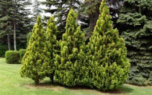 Thuja occidentalis