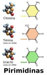 Citosina