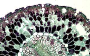 Escala microscópica