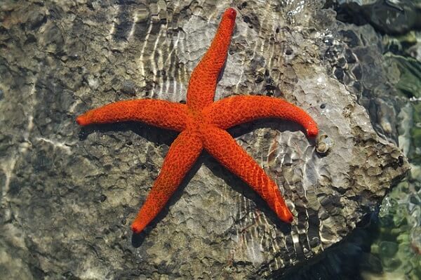 Reino Doméstico Nominal Estrellas de mar: características, tipos, hábitat, respiración