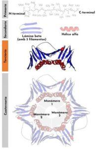 Estructura terciaria de las proteínas