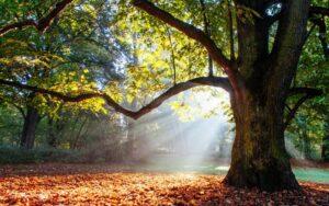 Las mejores frases sobre árboles