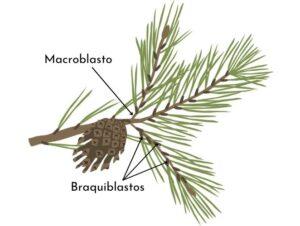 Macroblastos