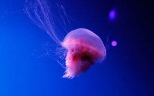 Medusa melena de león