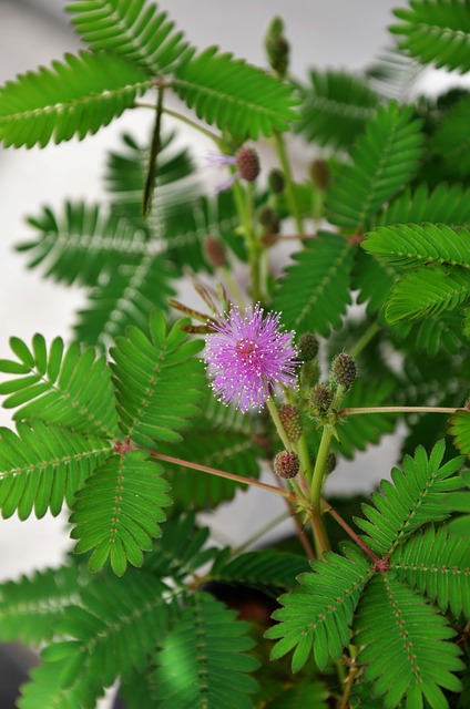 Mimosa pudica: características, hábitat, propiedades, cultivo