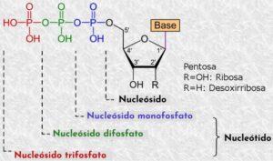 Nucleósidos