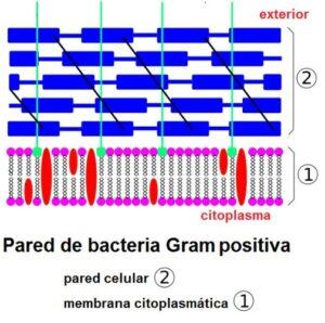 Pared celular bacteriana