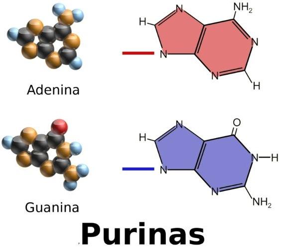 Purinas: qué son, características, estructura, funciones y metabolismo
