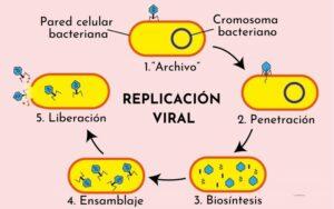 Reproducción de los virus