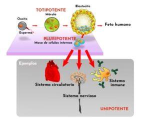 Totipotencialidad