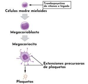 Trombocitopoyesis