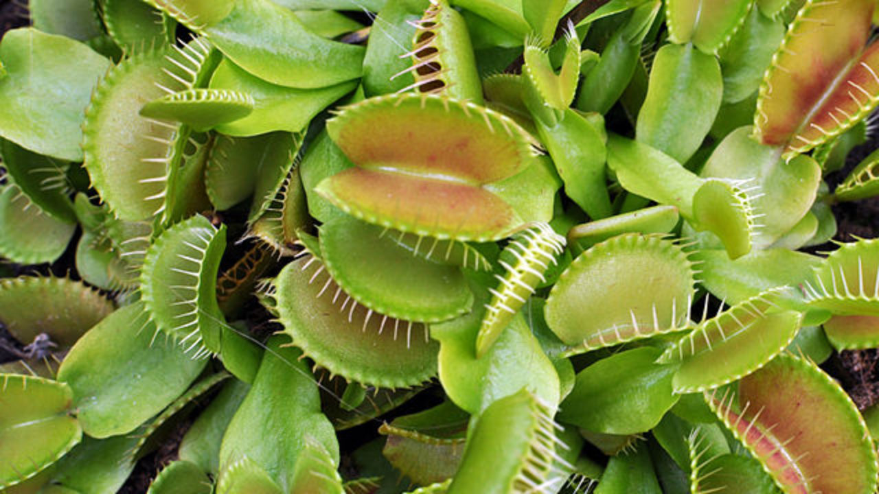 Dionaea Muscipula Caracteristicas Habitat Distribucion Cultivo